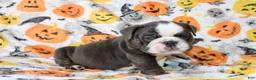 English Bulldog dogs for sale: Cody  - Ad 5