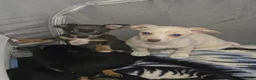 Chiweenie dogs for sale: Chiweenie Puppy 1 - Ad 3