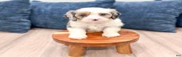 Cavapoo dogs for sale: Jewel - Ad 4