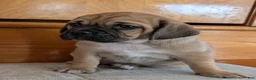 Puggle dogs for sale: Chance  - Ad 8
