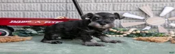 Miniature Schnauzer dogs for sale: Maverick - Ad 3