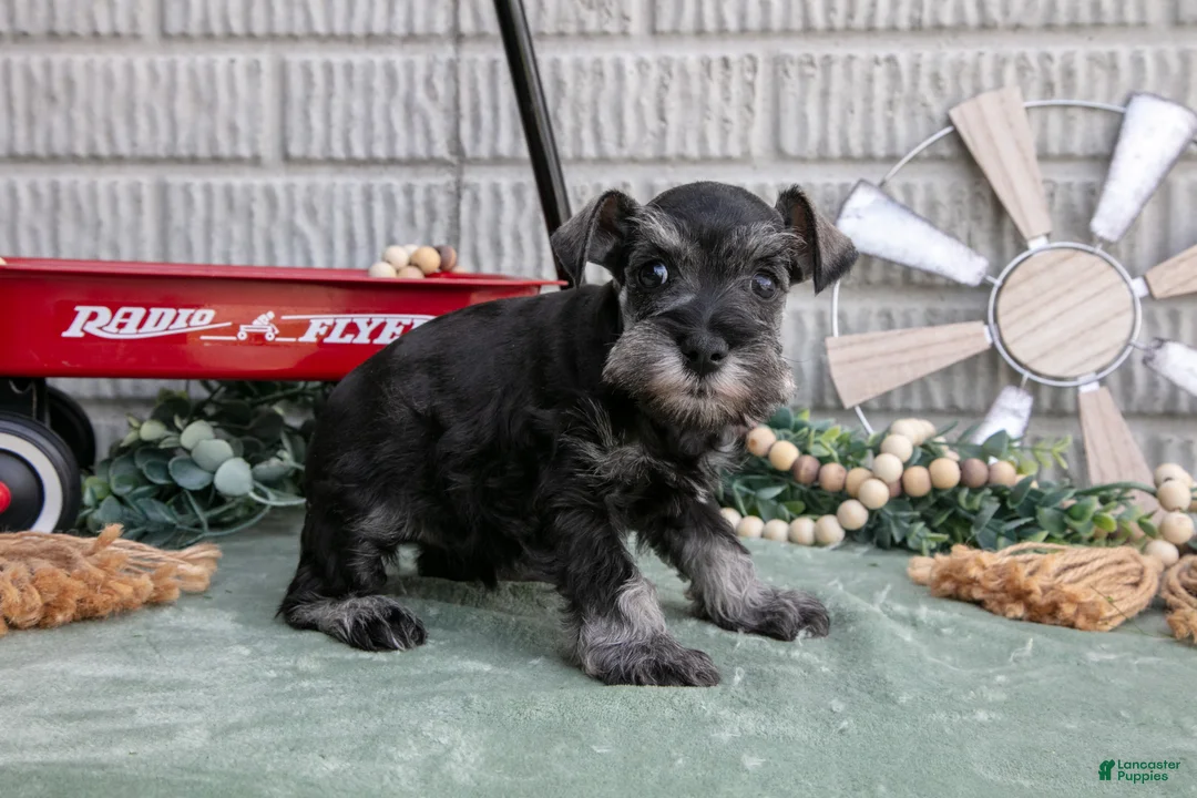 Miniature Schnauzer dogs for sale: Maverick - Ad 3