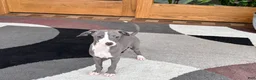 Italian Greyhound dogs for sale: Italian Greyhound 2 blue boy.  - Ad 10