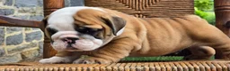 English Bulldog dogs for sale: Beau - Ad 5