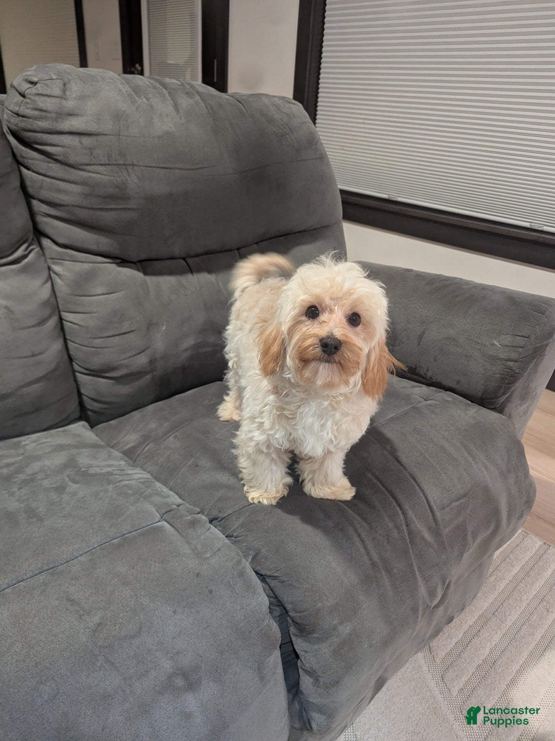 Havapoo dogs for sale: Biscuit  - Ad 2