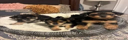 Yorkshire Terrier dogs for sale: Yorkshire Terrier 1 - Ad 2
