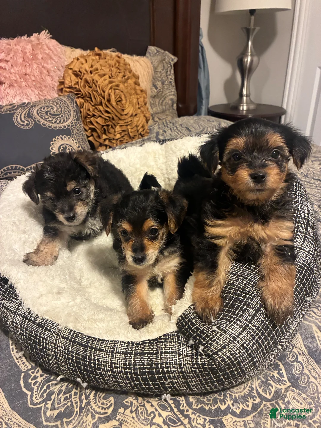 Yorkshire Terrier dogs for sale: Yorkshire Terrier 1 - Ad 2
