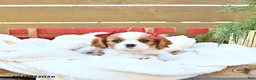 Cavapoo dogs for sale: Harper - Ad 4