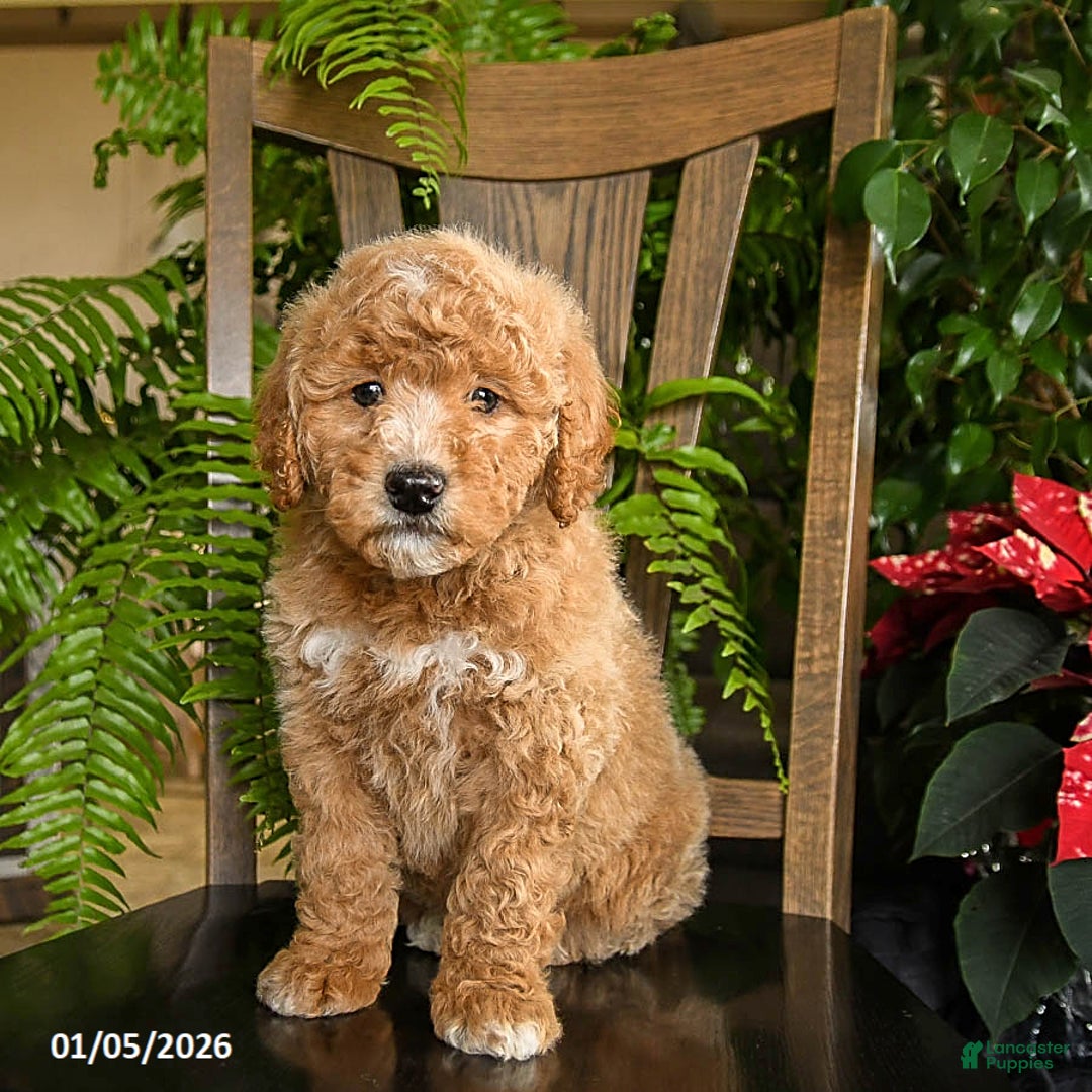 Mini Bernedoodle dogs for sale: Trooper - Ad 2