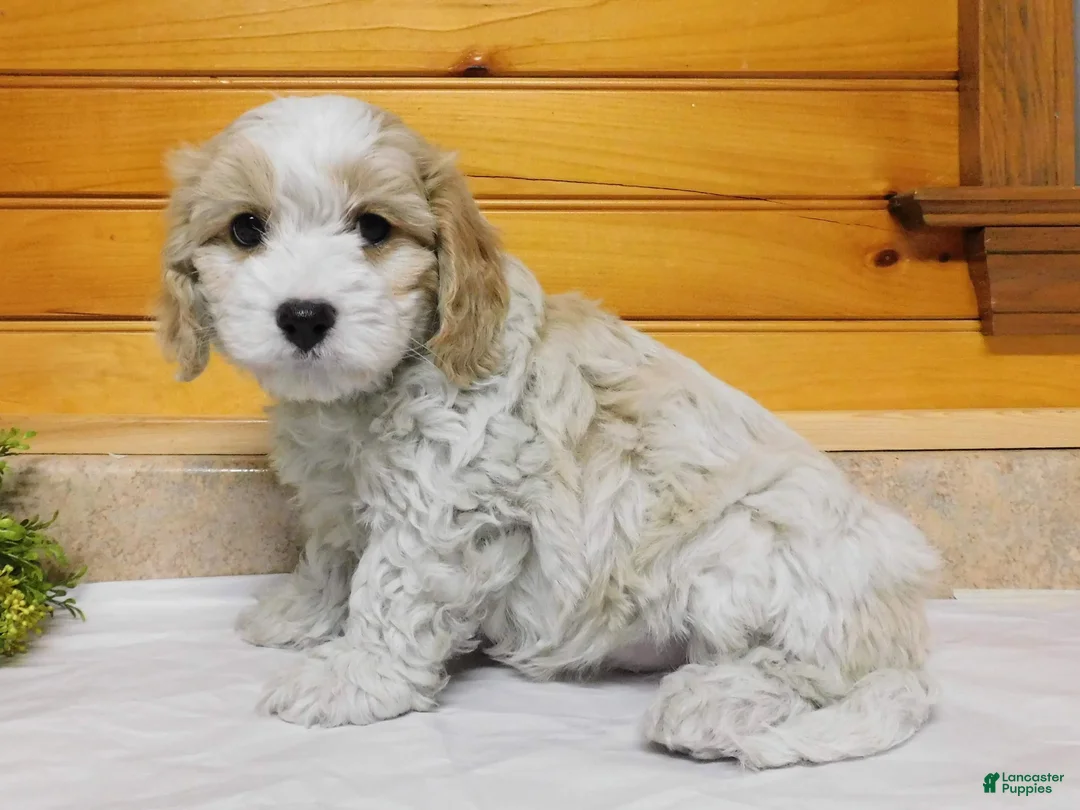 Cavachon dogs for sale: Sunshine  - Ad 5