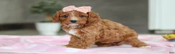 Cavapoo dogs for sale: Charlotte - Ad 7
