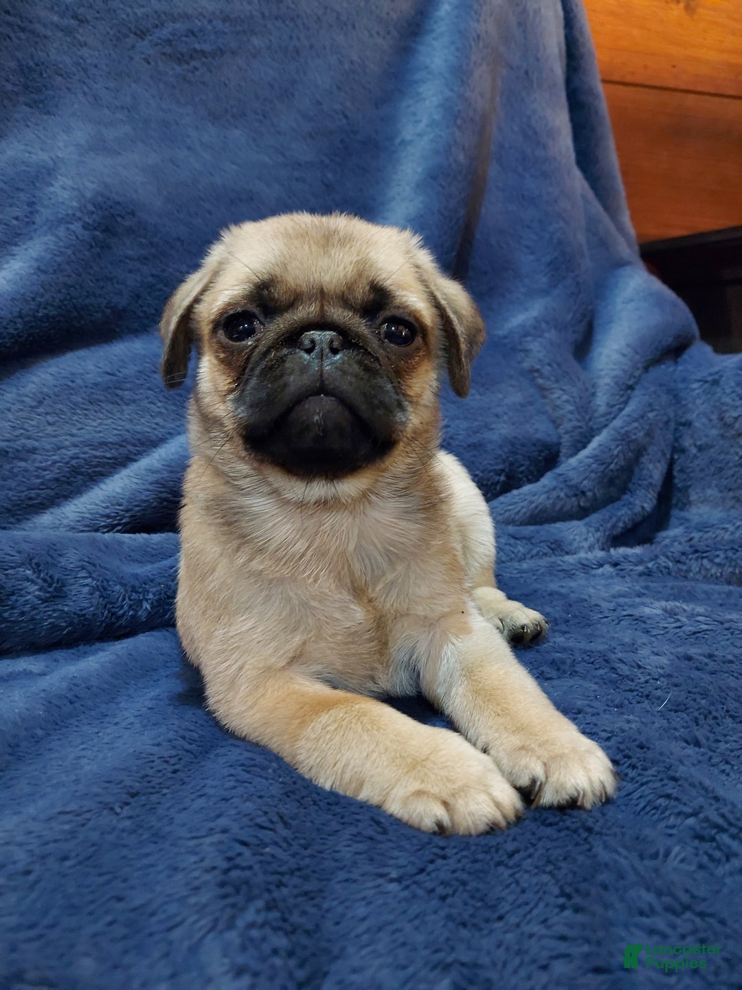 Pug dogs for sale: WILLIE - Ad 1