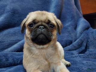 Pug dogs WILLIE - Ad 3