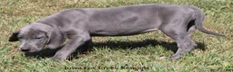 Great Dane dogs for sale: Sapphire - Ad 10