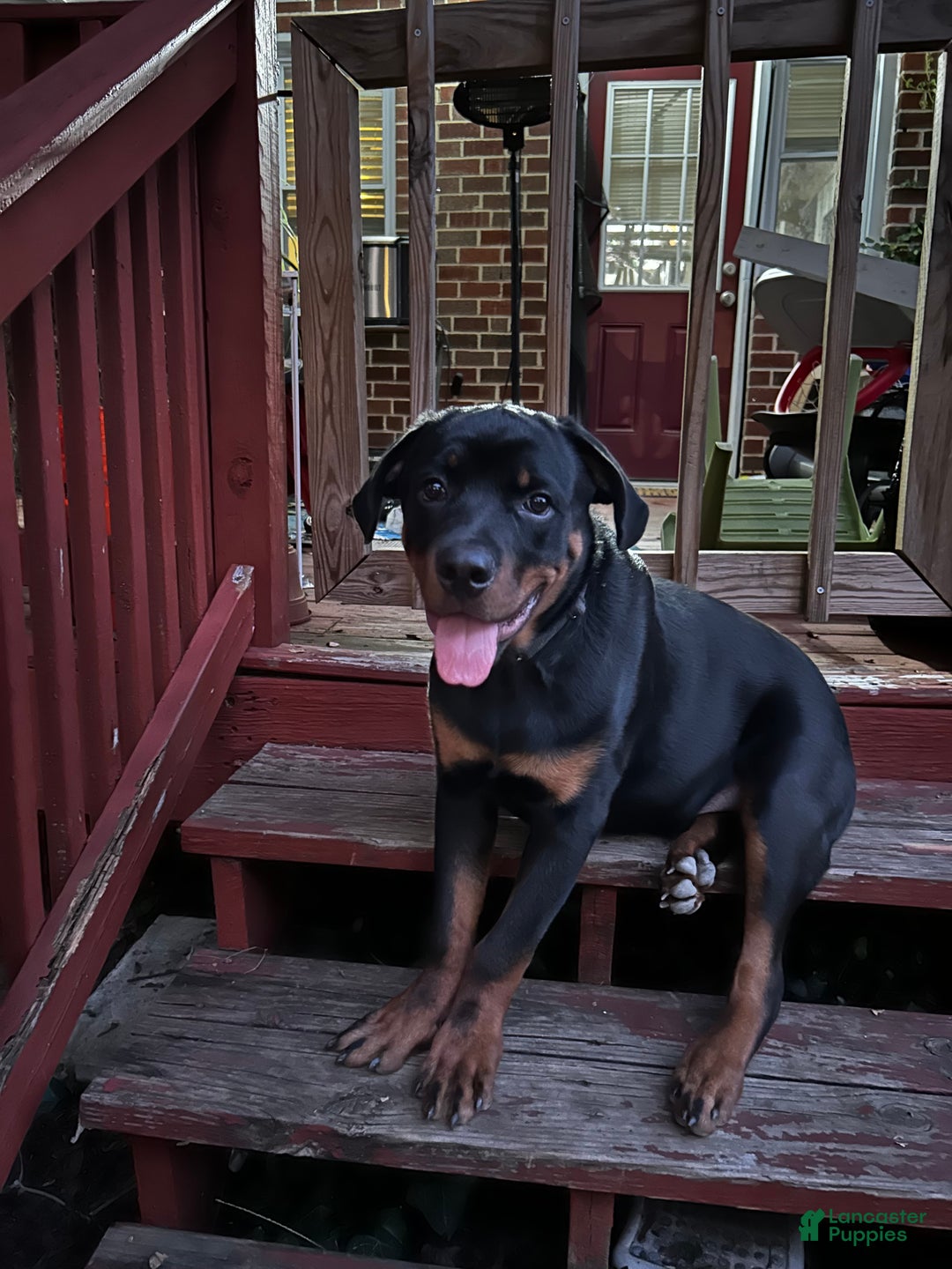 Rottweiler dogs for sale: Loki  - Ad 3