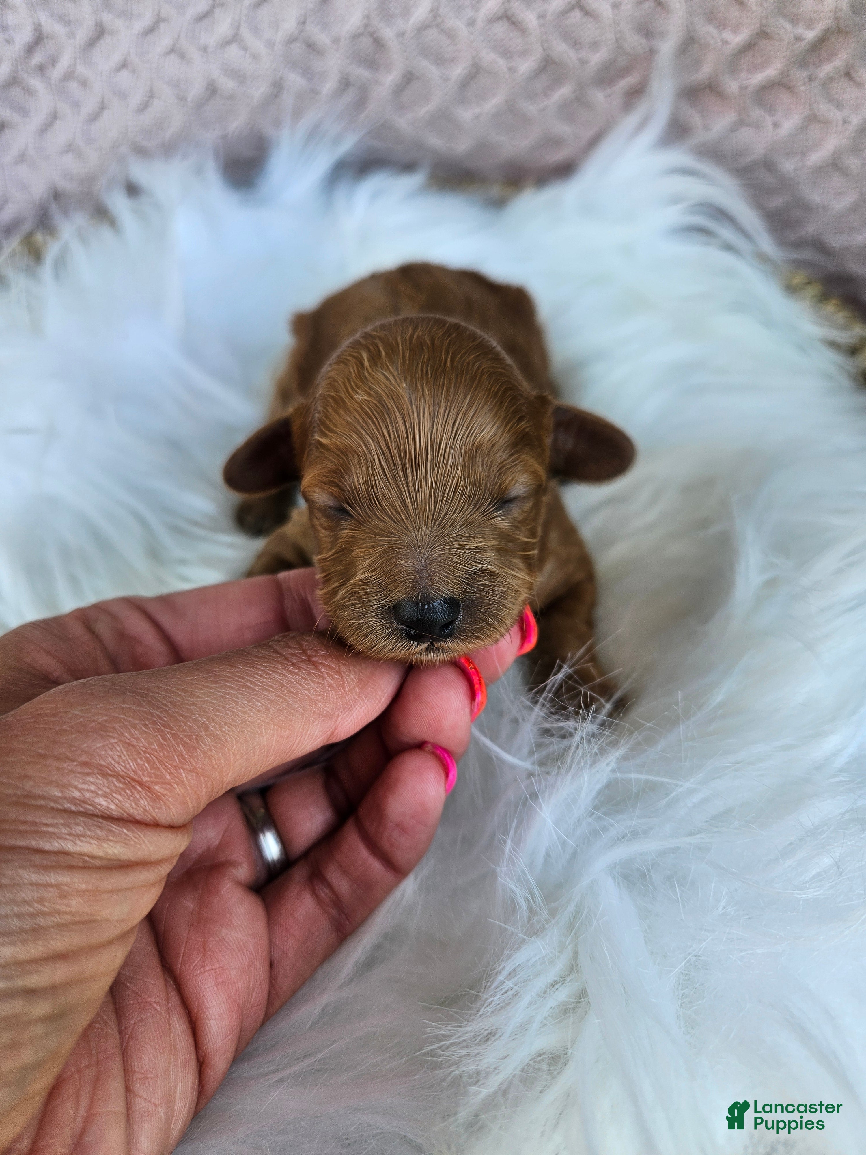 Cavapoo dogs Maple - Ad 24