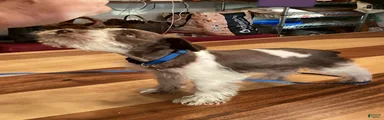Miniature Schnauzer 1