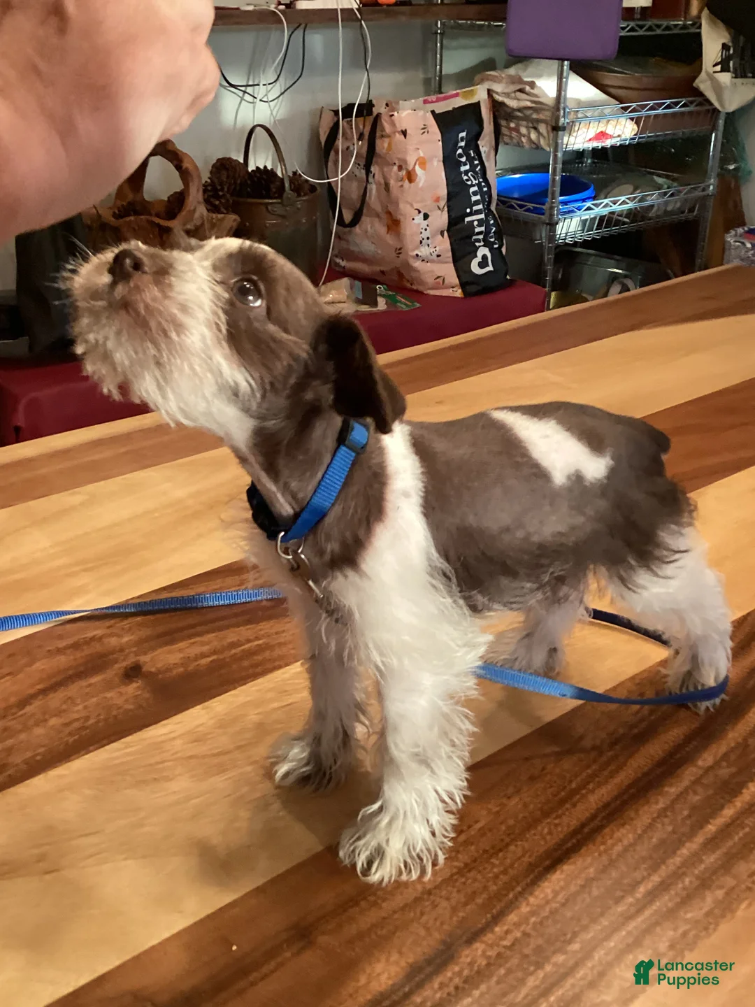 Miniature Schnauzer dogs for sale: Miniature Schnauzer 1 - Ad 1