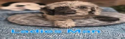 Mixed Breed dogs for sale: Ladies Man - Ad 1