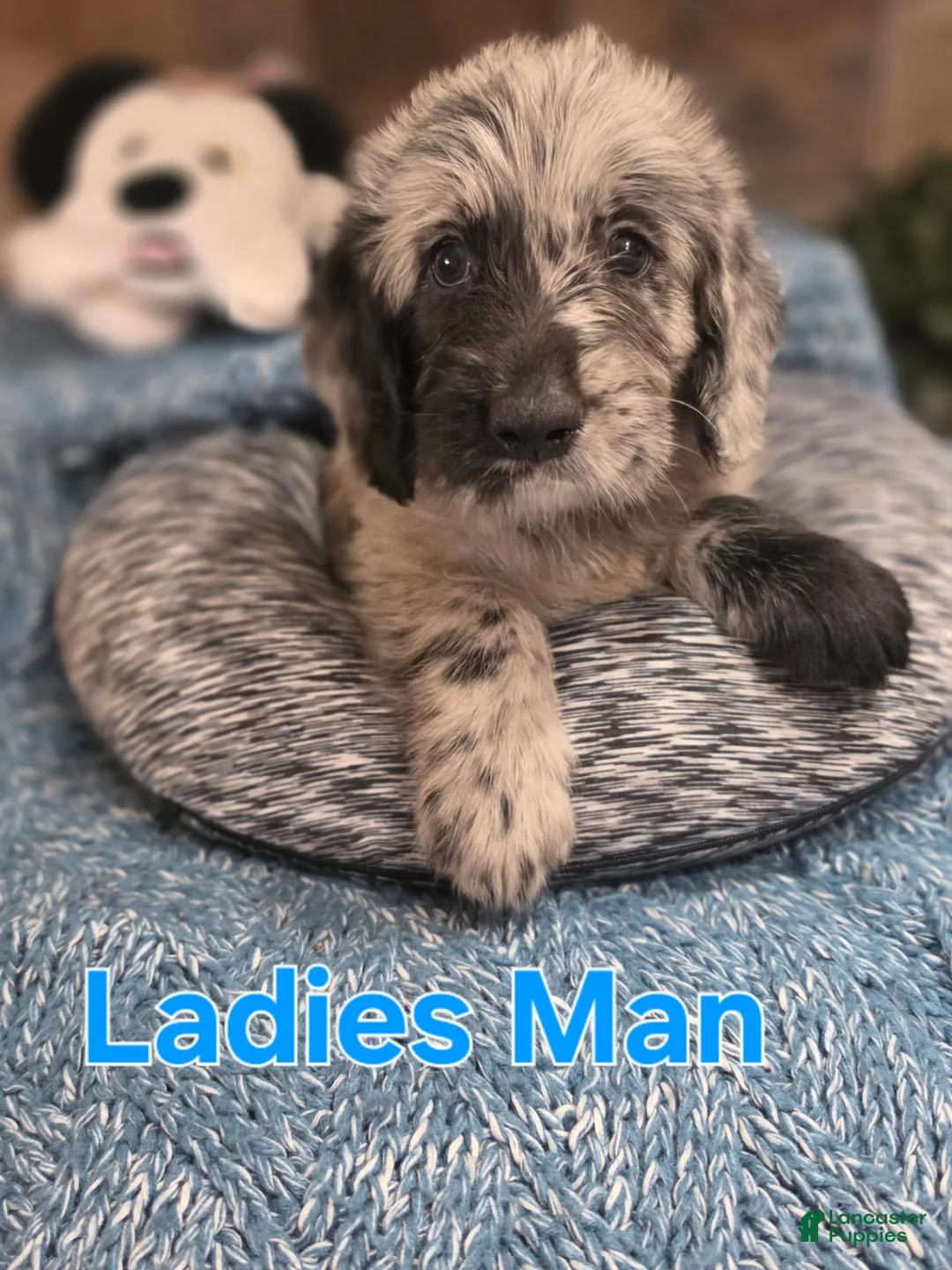 Mixed Breed dogs for sale: Ladies Man - Ad 1