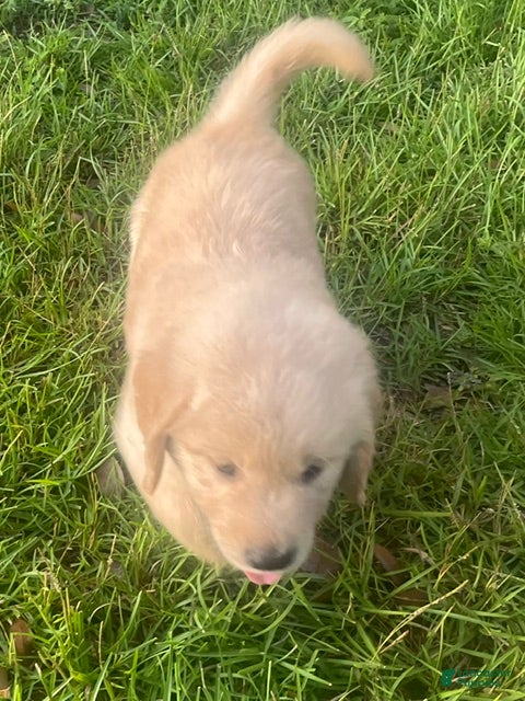Golden Retriever dogs Black collar boy. - Ad 2