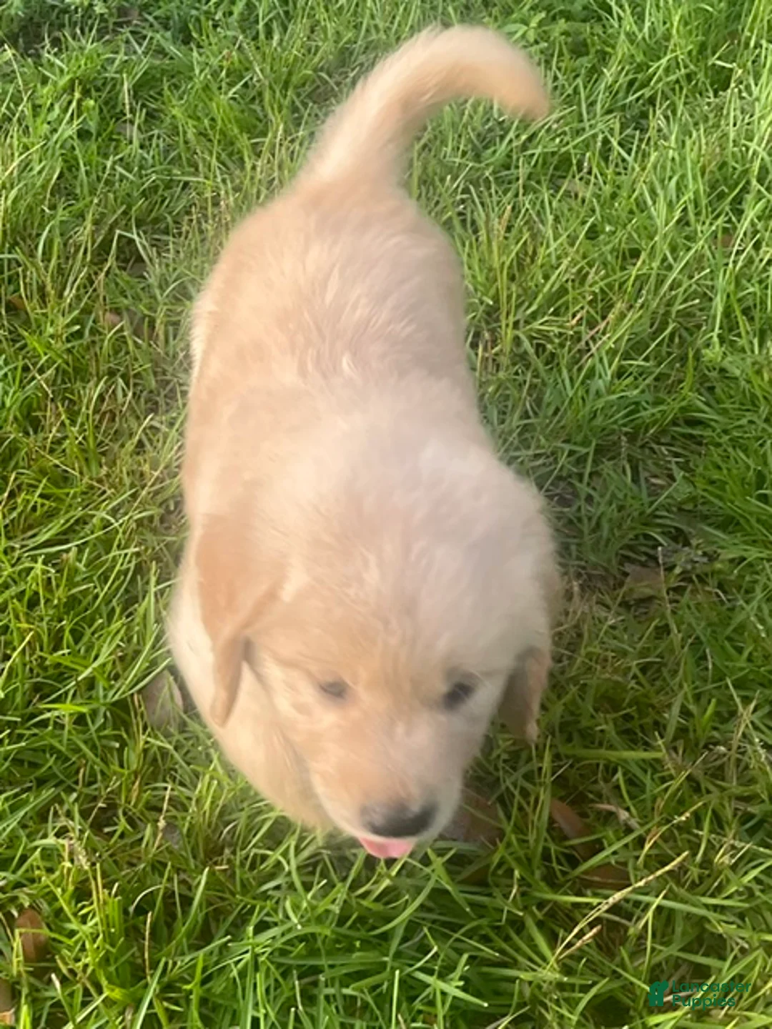 Golden Retriever dogs for sale: Black collar boy. - Ad 2