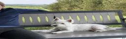 West Highland Terrier dogs for sale: Atlee - Ad 6