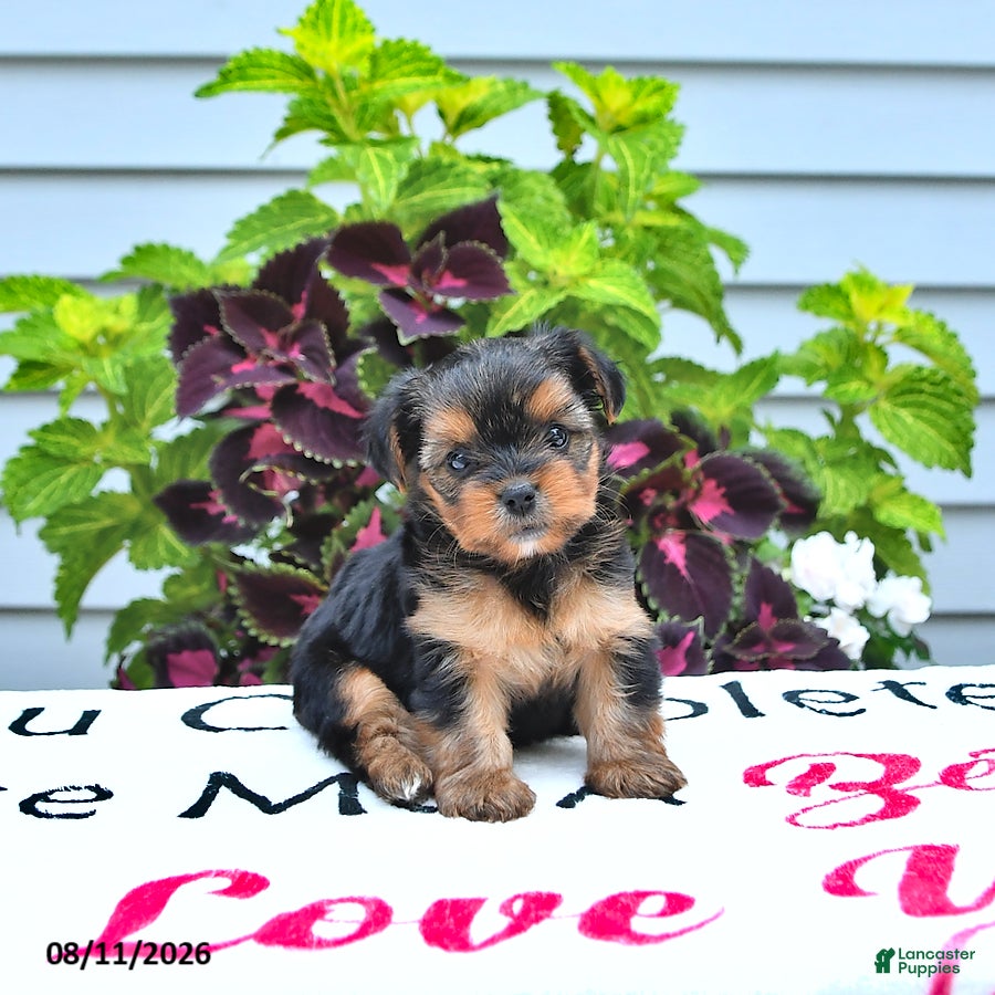 Yorkshire Terrier dogs Daisy - Ad 1