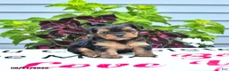 Yorkshire Terrier dogs for sale: Daisy - Ad 1