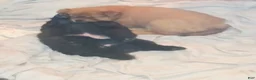 Chow Chow dogs for sale: Black male - Ad 2