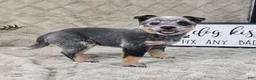 Australian Cattle Dog dogs for sale: Henry - Ad 4