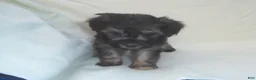 Maltipoo dogs for sale: Panda - Ad 5
