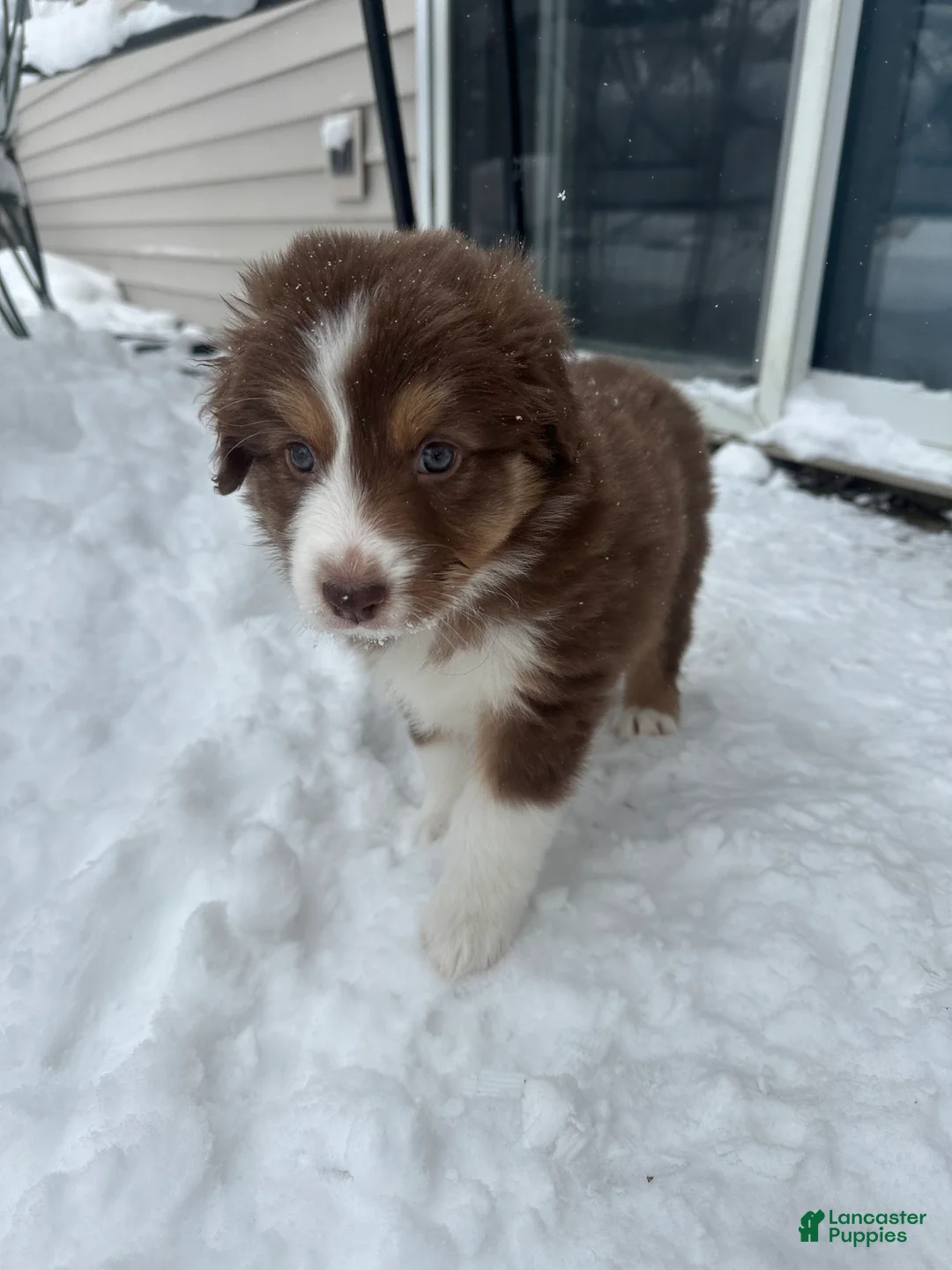Australian Shepherd dogs for sale: Midnight Cheese  - Ad 6