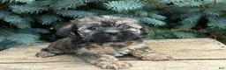 Shorkie dogs for sale: Lacey - Ad 3
