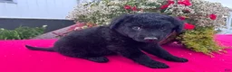 Mixed Breed dogs for sale: Lily - Ad 4