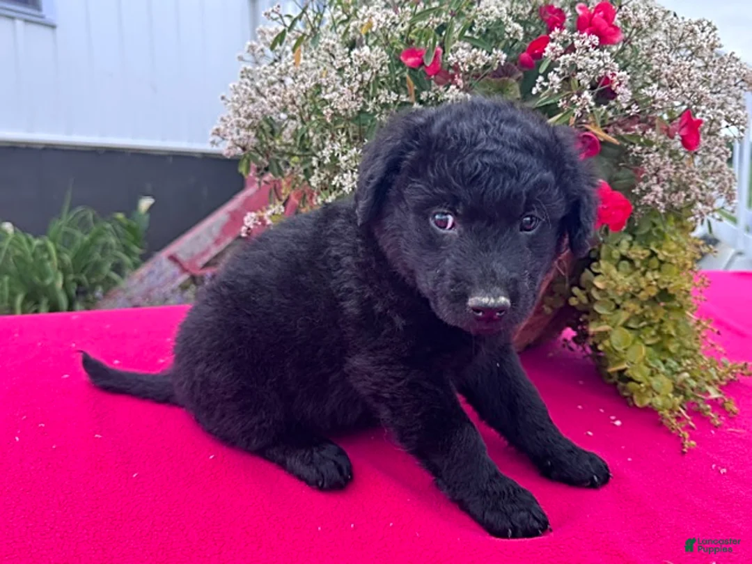Mixed Breed dogs for sale: Lily - Ad 4