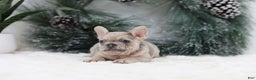 French Bulldog dogs for sale: Megan - Ad 4