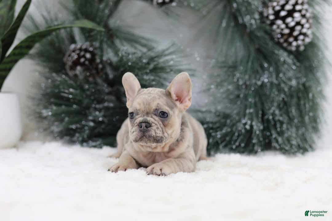 French Bulldog dogs for sale: Megan - Ad 4