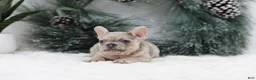 French Bulldog dogs for sale: Megan - Ad 4