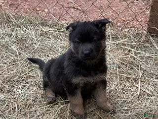German Shepherd dogs German Shepherd Puppy 2 - Ad 40