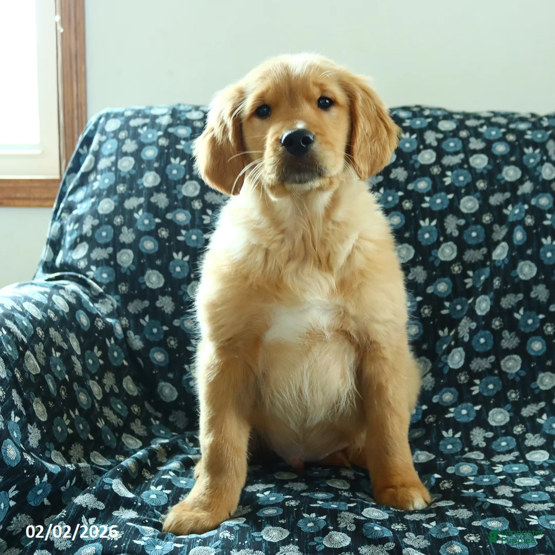 Golden Retriever dogs for sale: Houston - Ad 1