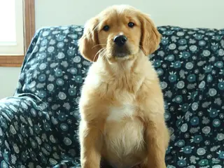 Golden Retriever dogs Houston - Ad 22