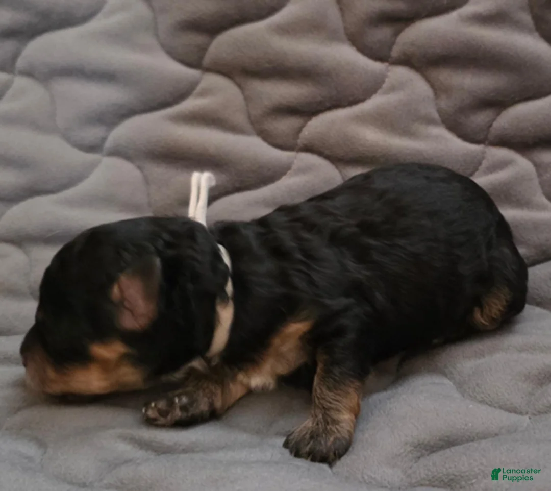 Toy Poodle dogs for sale: Asher phantom - Ad 3