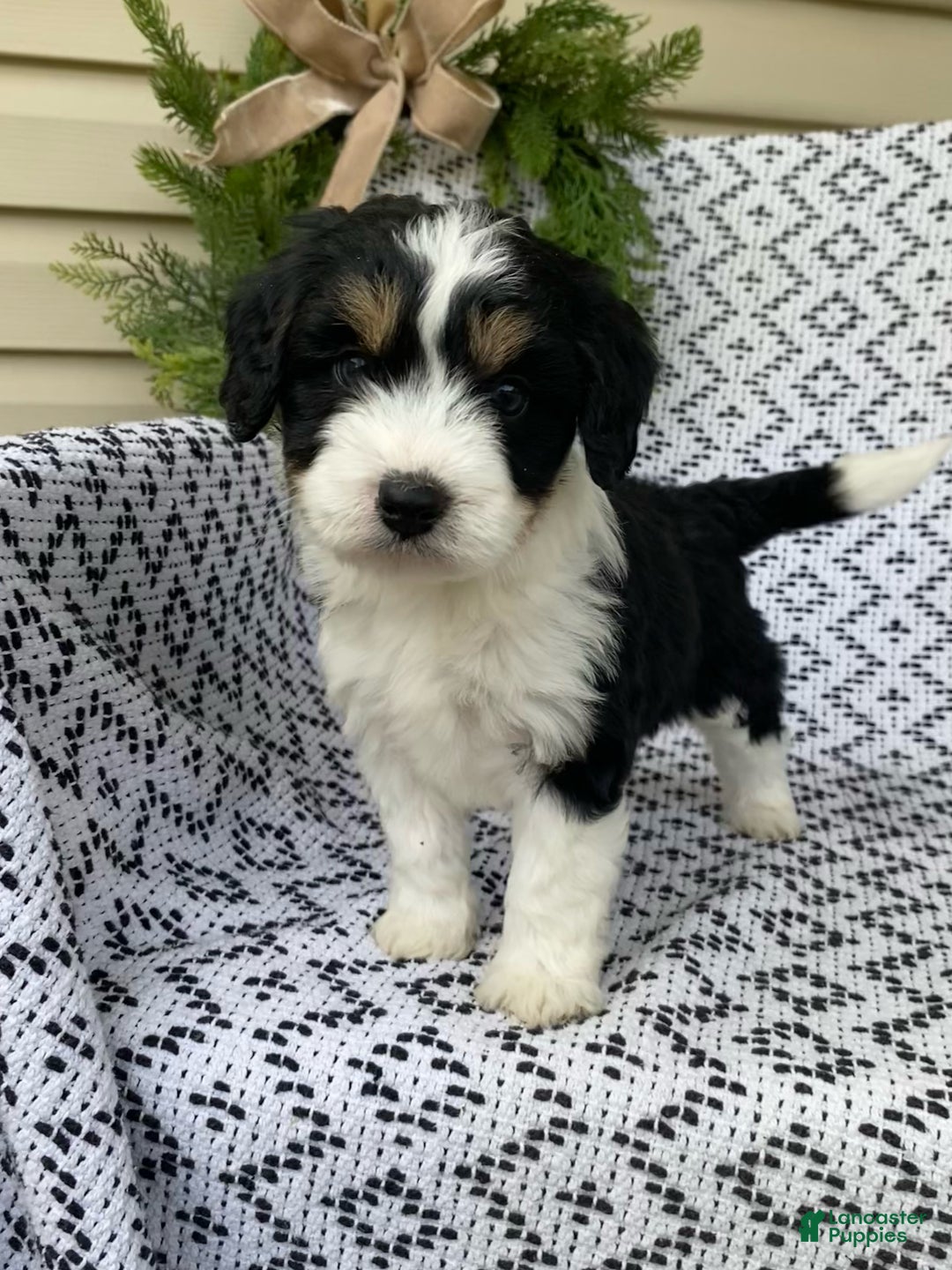 Mini Aussiedoodle dogs for sale: Blake - Ad 4