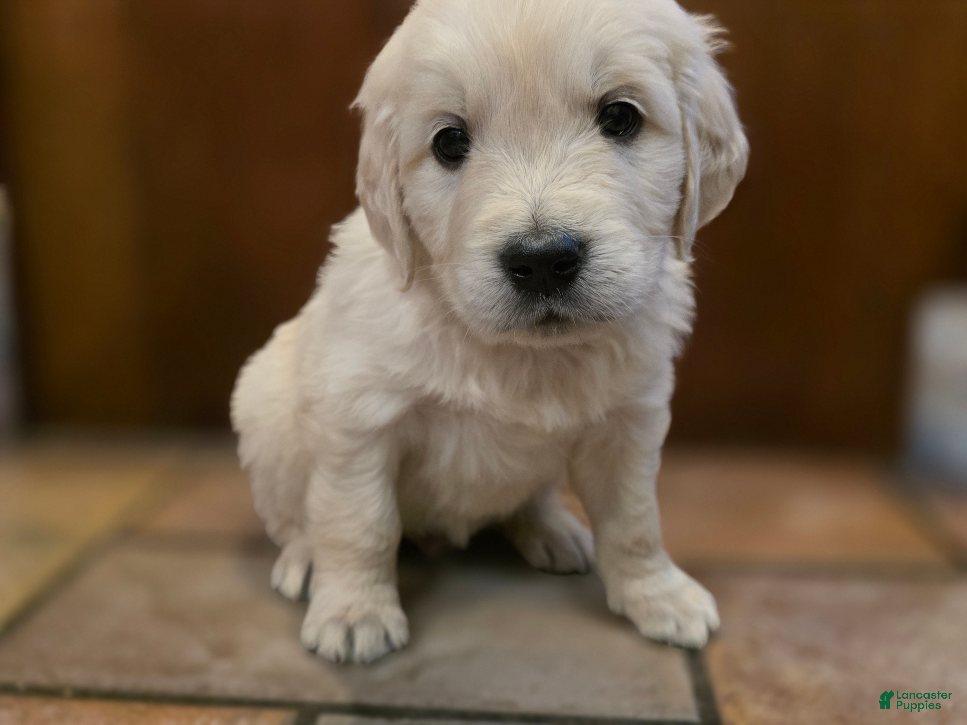 Golden Retriever dogs Apple Jacks, Champion Sired - Ad 2