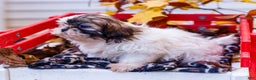 Shih Tzu dogs for sale: Lanelle - Ad 4