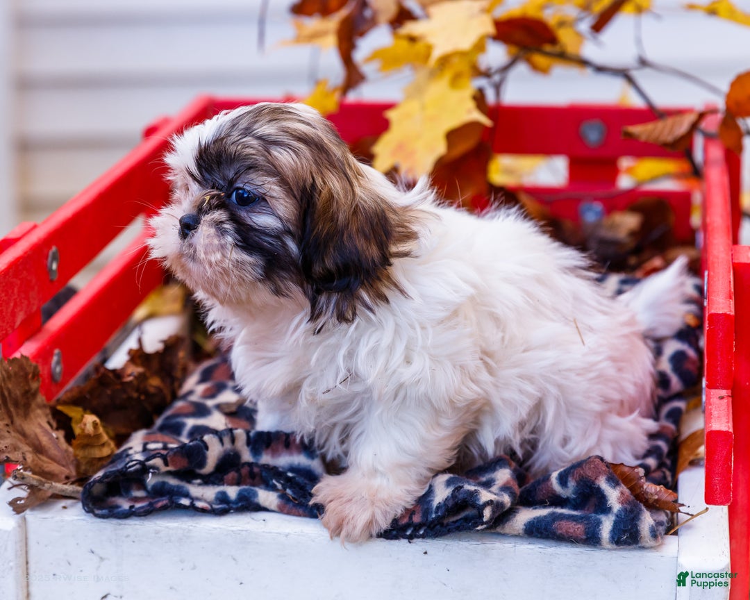Shih Tzu dogs for sale: Lanelle - Ad 4