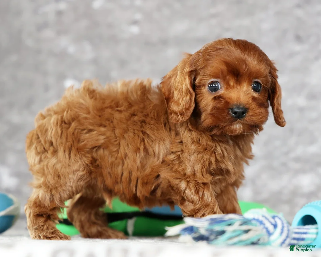 Cavapoo dogs for sale: Mason - Ad 7