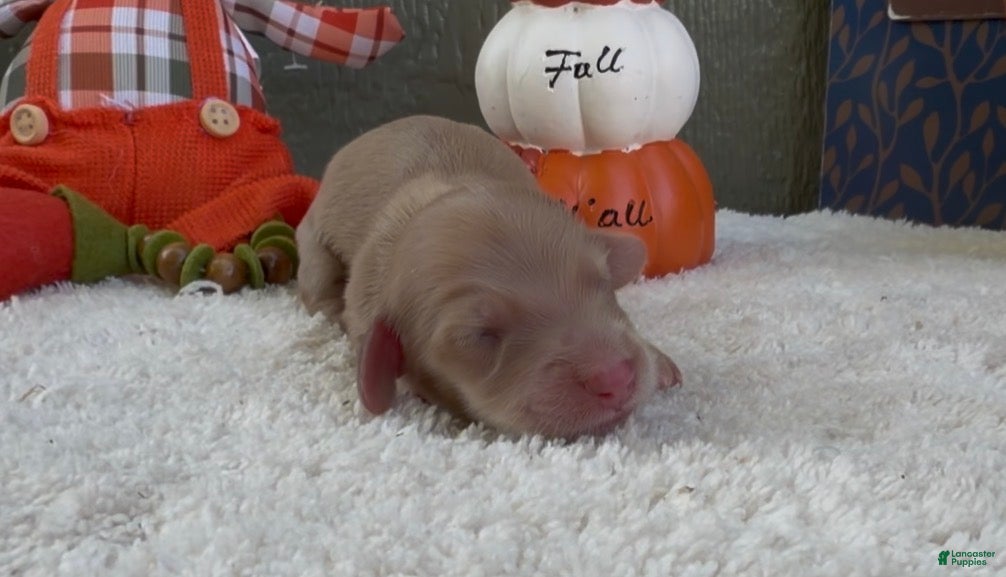 Miniature Dachshund dogs Donnie - Ad 2