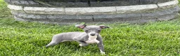 Italian Greyhound dogs for sale: Sydney  - Ad 15